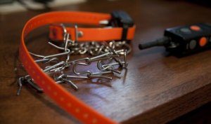 Collari da castigo, pericolosi per la salute del cane