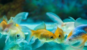 Scopriamo come prendersi cura dei pesci