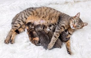 L'importanza del controllo della natalità nei gatti