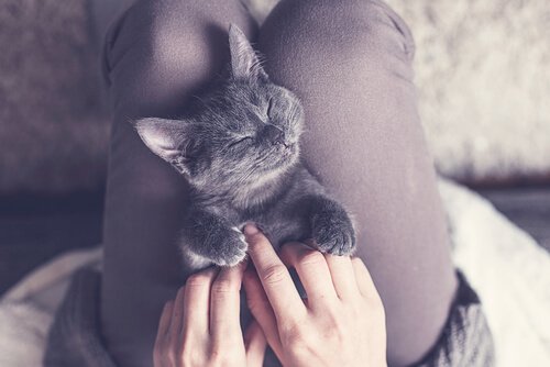 Donna coccola gattino grigio