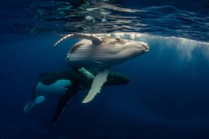 Come comunicano i cetacei tra di loro?