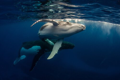 Come comunicano i cetacei tra di loro?