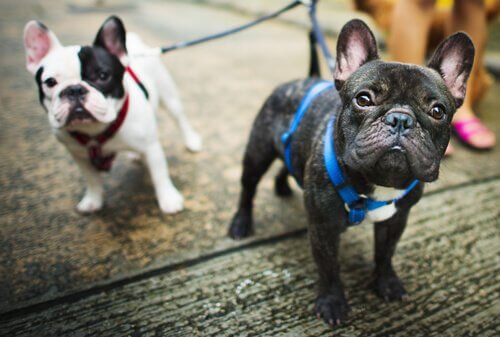 Due cagnolini con imbracatura per strada