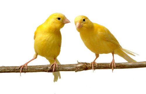 due canarini sul ramo 