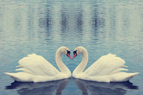Due cigni su un lago con i colli che formano un cuore