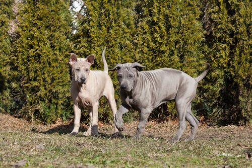 due cuccioli di Thai Ridgeback Dog