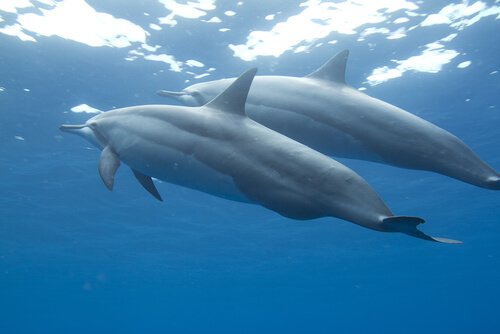 due delfini della specie stenella dal lungo rostro