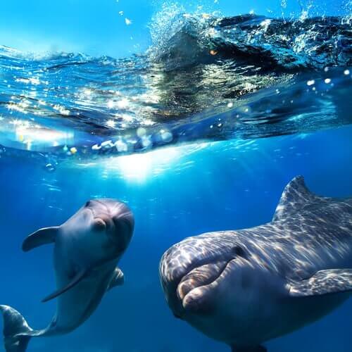 due delfini giocano e nuotano a pelo d'acqua