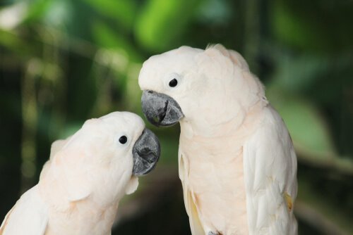 due esemplari di Calopsitta bianca