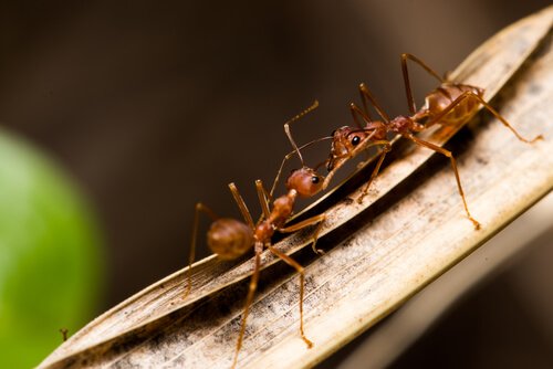Formiche lottano su una foglia