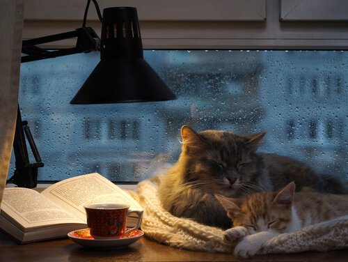 due gatti dormono su scrivania mentre piove