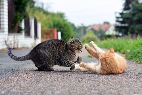 due gatti lottano in strada