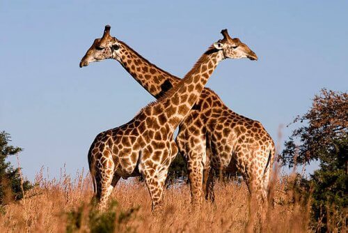 Giraffe incrociano i loro colli per l'accoppiamento