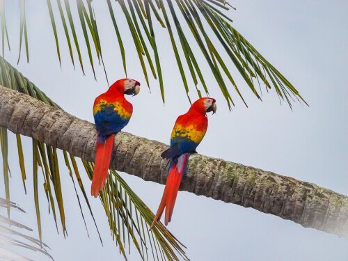 due pappagalli ara scarlatto sul tronco di una palma