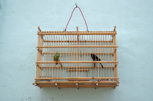 Due passerotti in gabbia