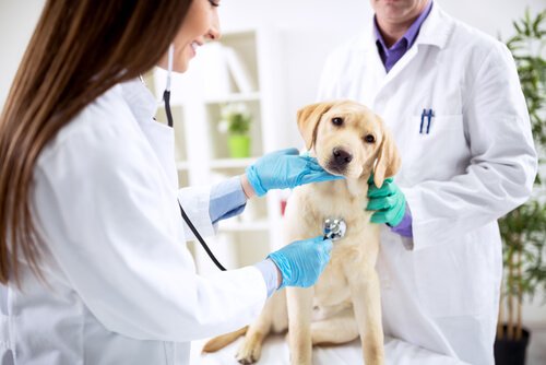 Veterinari visitano un cucciolo di labrador