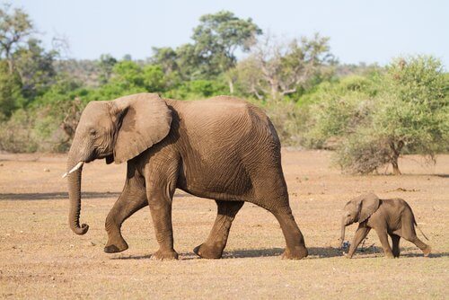 elefantino segue mamma nella savana