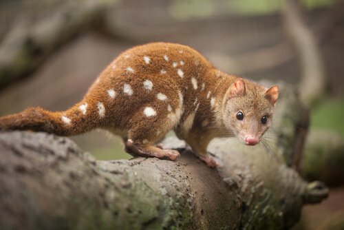 Fauna australiana: ecco gli animali endemici del paese