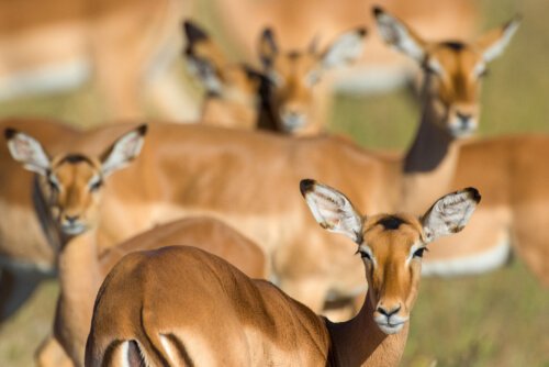 femmine di impala al pascolo