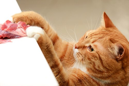 Gattino afferra carne da un tavolo