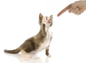 È davvero possibile educare il gatto?