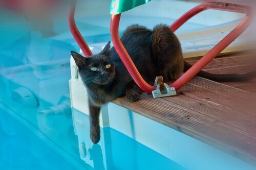Il gatto può fare il bagno in piscina?