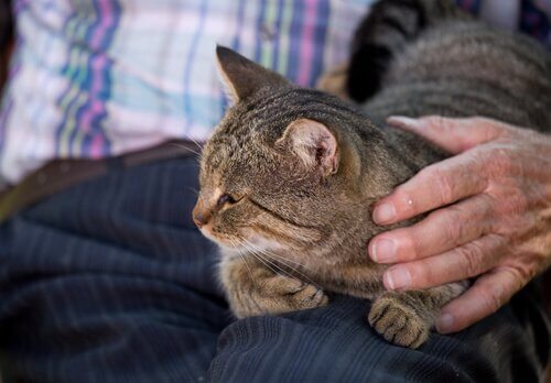 gattino sul grembo del padrone