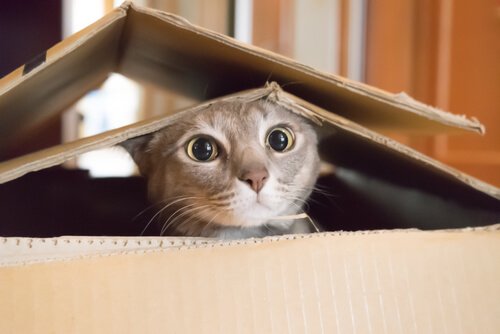 gatto dentro la scatola 