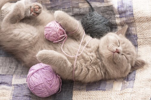 Gatto dorme tra gomitoli di lana
