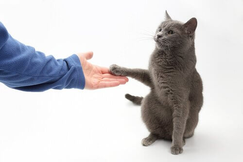 Si può insegnare al gatto a dare la zampa?