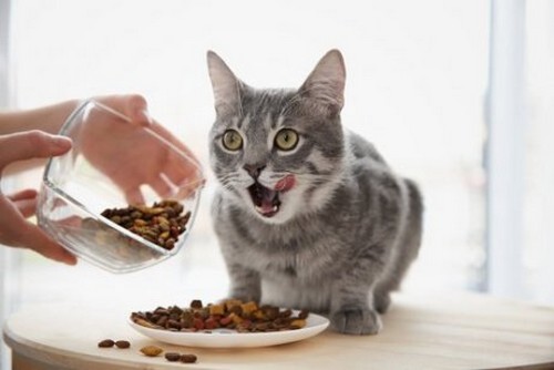 Consigli per far mangiare i gatti in modo sano