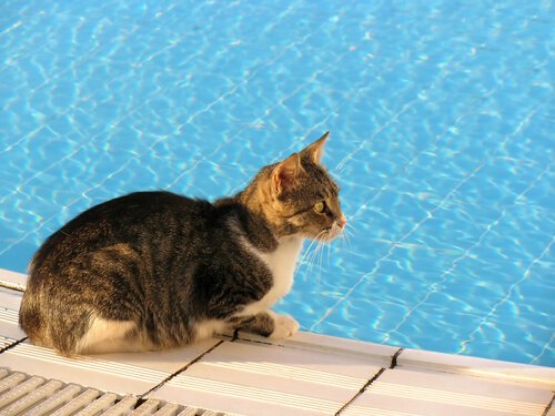 gatto sul bordo di una piscina