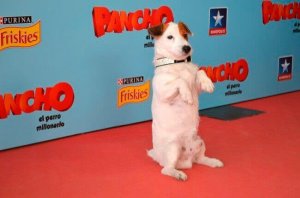 I cani più famosi del cinema e della TV