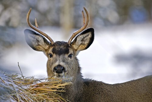 il cervo mulo con le sue corna piccole e orecchie grandi