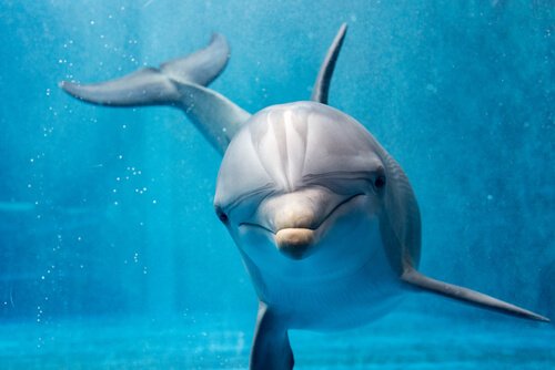 Il comportamento dei delfini: è quasi umano?
