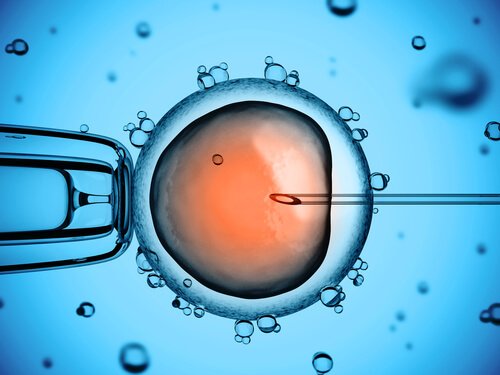 il processo di Inseminazione artificiale della fattrice vista al microscopio