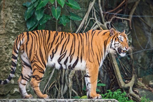 Profilo di una tigre dell'indocina