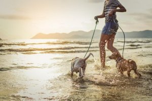 Arriva l'estate: in vacanza con il vostro cane?