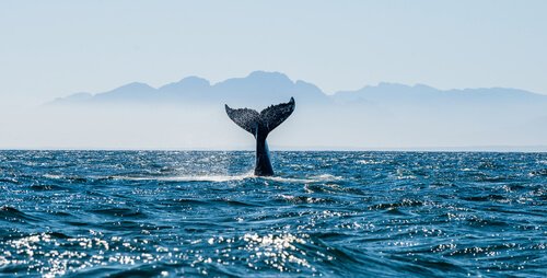 la coda di una balena che si immerge vista da lontano