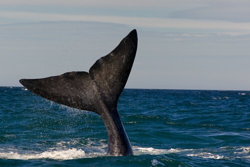 Balena franca australe in immersione