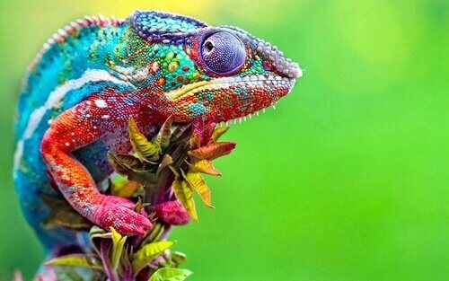 Pelle multicolore di un camaleonte