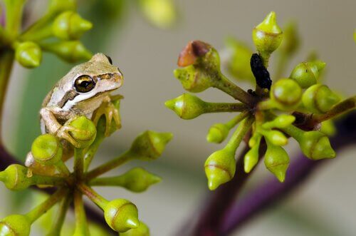 Rana marrone della Tasmania su una pianta grassa