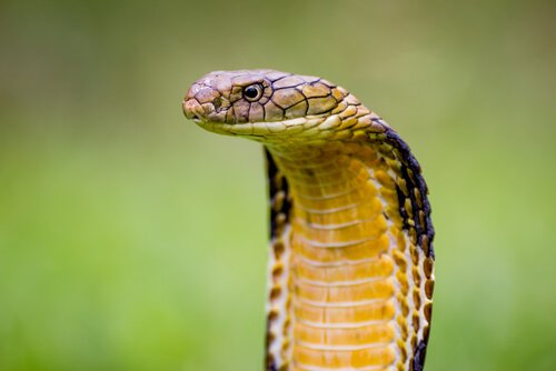 Cobra reale