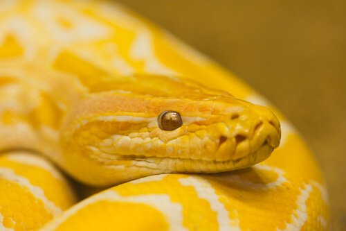 la testa di un serpente giallo