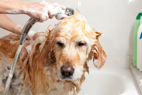 Labrador viene lavato nella vasca con sapone e acqua