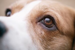Che fare se il cane ha male agli occhi?