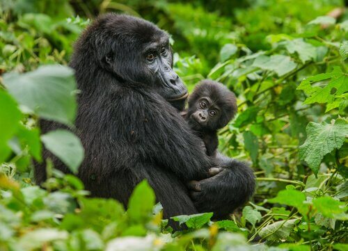 madre di gorilla di montagna abbraccia un cucciolo nella foresta