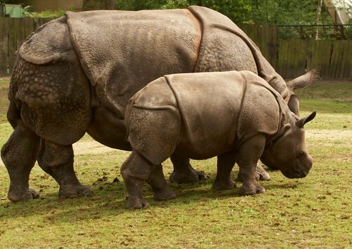 Mamma e cucciolo di rinoceronte di Giava