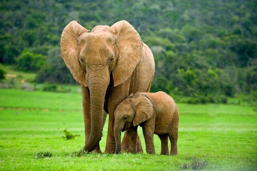 mamma e figlio di elefante al pascolo