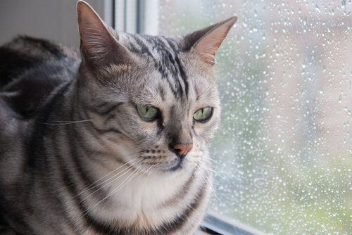 Micio guarda fuori finestra durante pioggia